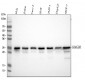 Anti-HMG4 Antibody Picoband™ (monoclonal, 8H9)