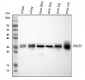 Anti-HMG4 Antibody Picoband™ (monoclonal, 8H9)
