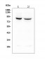 Anti-Mitofusin 1 MFN1 Antibody Picoband™ (monoclonal, 3H3)