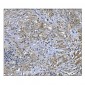 Anti-PRDX6 Antibody Picoband™ (monoclonal, 6I8)