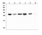 Anti-PRDX6 Antibody Picoband™ (monoclonal, 6I8)