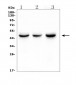 Anti-IDH1 Antibody Picoband™ (monoclonal, 16H7)