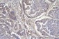 Anti-CD46 Antibody Picoband™ (monoclonal, 9E9)
