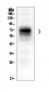 Anti-CD46 Antibody Picoband™ (monoclonal, 9E9)
