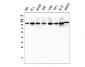Anti-KAP1/TRIM28 Antibody Picoband™ (monoclonal, 3H2)