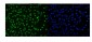 Anti-DDX5 Antibody Picoband™ (monoclonal, 3F9)