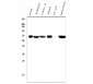 Anti-DDX5 Antibody Picoband™ (monoclonal, 3F9)