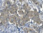 Anti-RENT1/hUPF1 Antibody Picoband™ (monoclonal, 11E7)