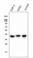 Anti-CCR2 Antibody Picoband™ (monoclonal, 8C4)