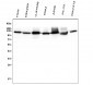 Anti-Hexokinase 1/HK1 Antibody Picoband™ (monoclonal, 2I4)