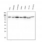 Anti-Hexokinase 1/HK1 Antibody Picoband™ (monoclonal, 4B7)