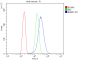 Anti-BubR1/BUB1B Antibody Picoband™ (monoclonal, 5I7)