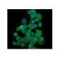 Anti-BubR1/BUB1B Antibody Picoband™ (monoclonal, 5I7)