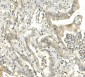 Anti-BubR1/BUB1B Antibody Picoband™ (monoclonal, 5I7)