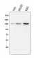 Anti-BubR1/BUB1B Antibody Picoband™ (monoclonal, 5I7)