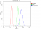 Anti-BubR1/BUB1B Antibody Picoband™ (monoclonal, 8B3)