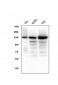 Anti-BubR1/BUB1B Antibody Picoband™ (monoclonal, 8B3)