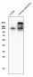 Anti-CD31/PECAM1 Antibody Picoband™ (monoclonal, 2D4)