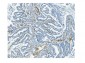 Anti-CD146/MCAM Antibody Picoband™ (monoclonal, 4C12)