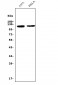 Anti-CD146/MCAM Antibody Picoband™ (monoclonal, 4C12)