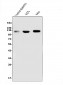 Anti-CD146/MCAM Antibody Picoband™ (monoclonal, 2H12)