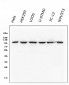 Anti-alpha 1 Catenin/CTNNA1 Antibody Picoband™ (monoclonal, 10I2)