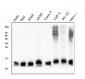 Anti-Thioredoxin 2/TXN2 Antibody Picoband™ (monoclonal, 7B5)