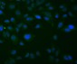 Anti-Thioredoxin 2/TXN2 Antibody Picoband™ (monoclonal, 4H3)