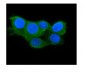 Anti-Thioredoxin 2/TXN2 Antibody Picoband™ (monoclonal, 4H3)