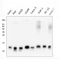 Anti-Thioredoxin 2/TXN2 Antibody Picoband™ (monoclonal, 4H3)