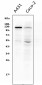Anti-P-Cadherin-3 CDH3-Antibody Picoband™ (monoclonal, 3C9)