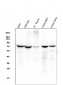 Anti-ZAP70 Antibody Picoband™ (monoclonal, 9D5)