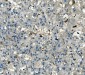 Anti-AKR1D1 Antibody Picoband™ (monoclonal, 6I4)