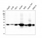 Anti-AKR1D1 Antibody Picoband™ (monoclonal, 6I4)