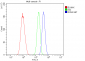 Anti-Retinoid X Receptor alpha/RXRA Antibody Picoband™ (monoclonal, 5E7)