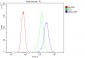 Anti-Retinoid X Receptor alpha/RXRA Antibody Picoband™ (monoclonal, 5E7)