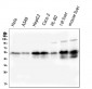 Anti-Retinoid X Receptor alpha/RXRA Antibody Picoband™ (monoclonal, 5E7)