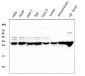 Anti-14-3-3 zeta/delta/YWHAZ Antibody Picoband™ (monoclonal, 6G5)