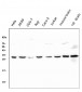 Anti-14-3-3 zeta/delta/YWHAZ Antibody Picoband™ (monoclonal, 6H7)