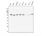 Anti-Methylmalonyl Coenzyme A mutase Antibody Picoband™ (monoclonal, 2D6)