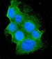 Anti-Bid Antibody Picoband™ (monoclonal, 10F4)