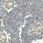 Anti-Bid Antibody Picoband™ (monoclonal, 10F4)