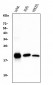 Anti-Bid Antibody Picoband™ (monoclonal, 10F4)