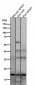 Anti-UBE2I/Ubc9 Rabbit Monoclonal Antibody