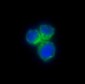 Anti-CCR8 Rabbit Monoclonal Antibody
