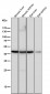 Anti-CCR8 Rabbit Monoclonal Antibody