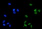 Anti-PP2A-alpha/PPP2CA Antibody Picoband™ (monoclonal, 3B6)