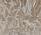 Anti-PP2A-alpha/PPP2CA Antibody Picoband™ (monoclonal, 3B6)