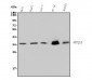 Anti-PP2A-alpha/PPP2CA Antibody Picoband™ (monoclonal, 3B6)