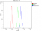 Anti-TIF1 gamma/TRIM33 Antibody Picoband™ (monoclonal, 8I8)